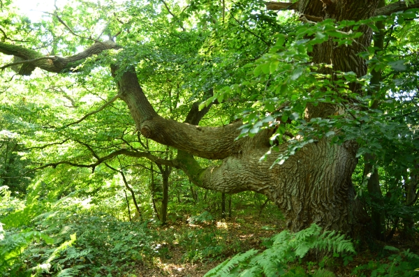 Natur kennenlernen